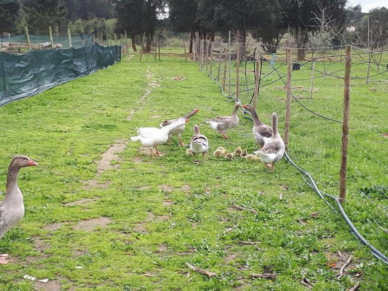 Granja Mg Séjour chez l'habitant *
