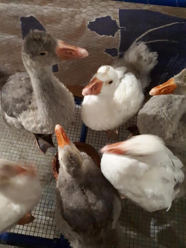 Séjour chez l'habitant Granja Mg *