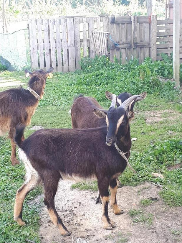 Granja Mg Séjour chez l'habitant Bombarral
